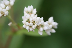 Persicaria hastatoauriculata